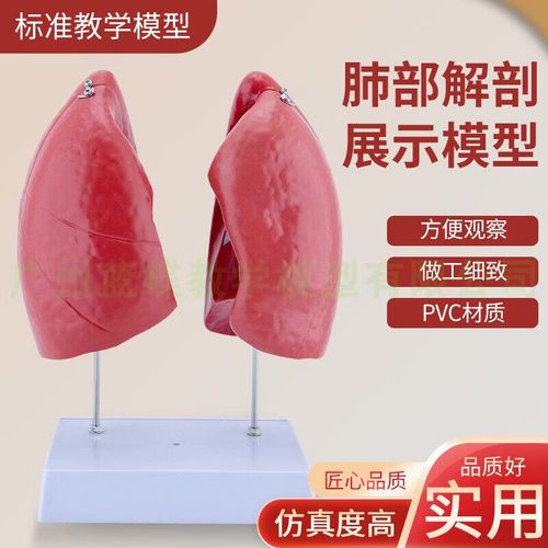 美衣羊自然大肺解剖模型 人体肺解剖展示与医学教学的高效工具